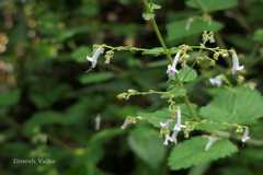 Isodon lophanthoides var. lophanthoides